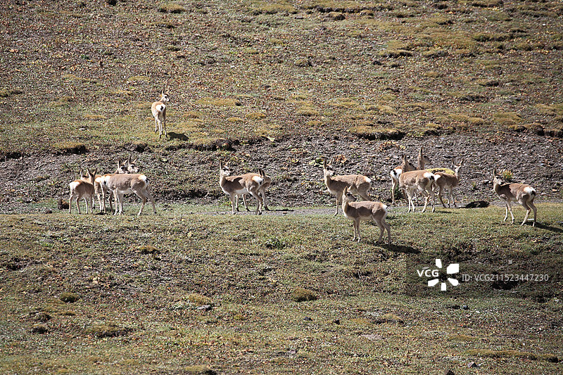 藏原羚图片素材