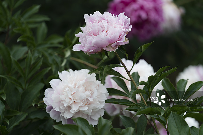 特写白粉芍药图片素材