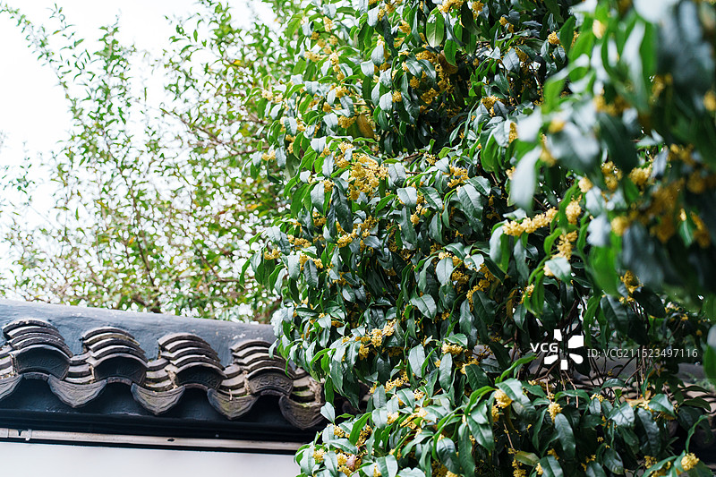 盛开的桂花，上海桂林公园图片素材