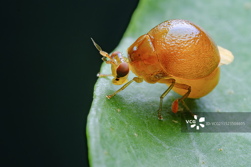 甲蝇图片素材