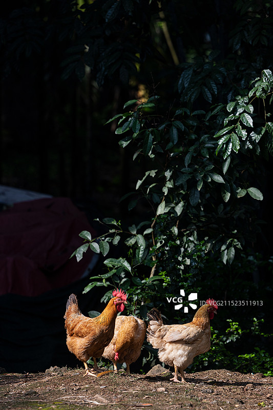 走地鸡的特写镜头图片素材