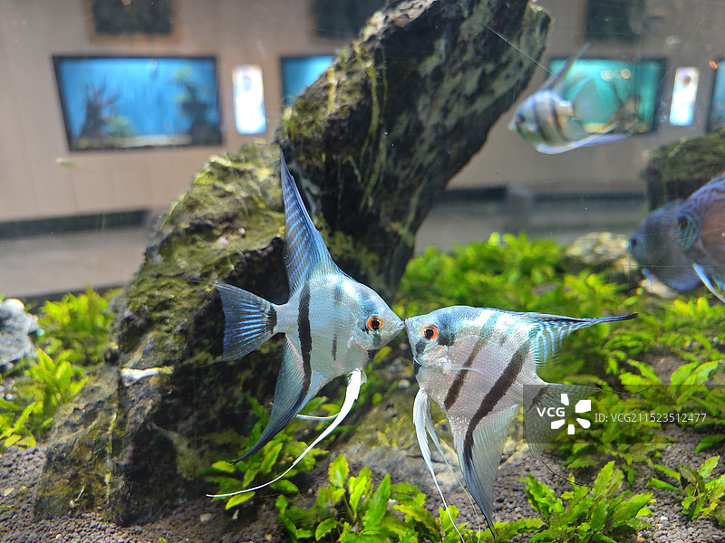 武汉市海昌极地海洋世界景区图片素材