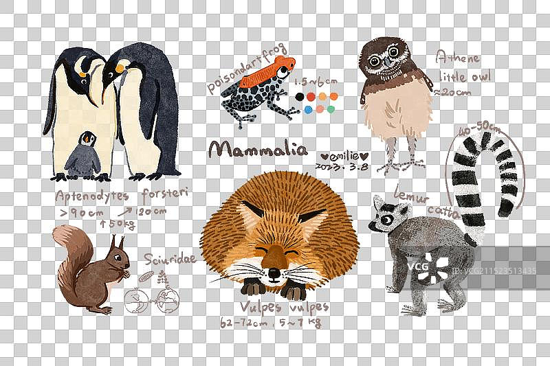 哺乳动物图谱图片素材