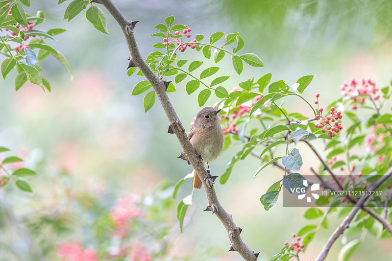 自然生态花鸟图——花椒树上的北红尾鸲图片素材