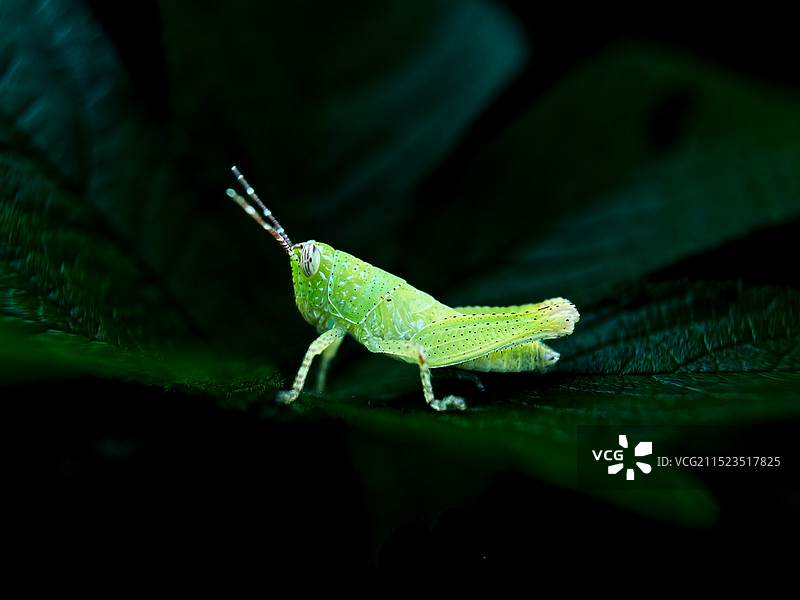 叶上昆虫特写镜头图片素材