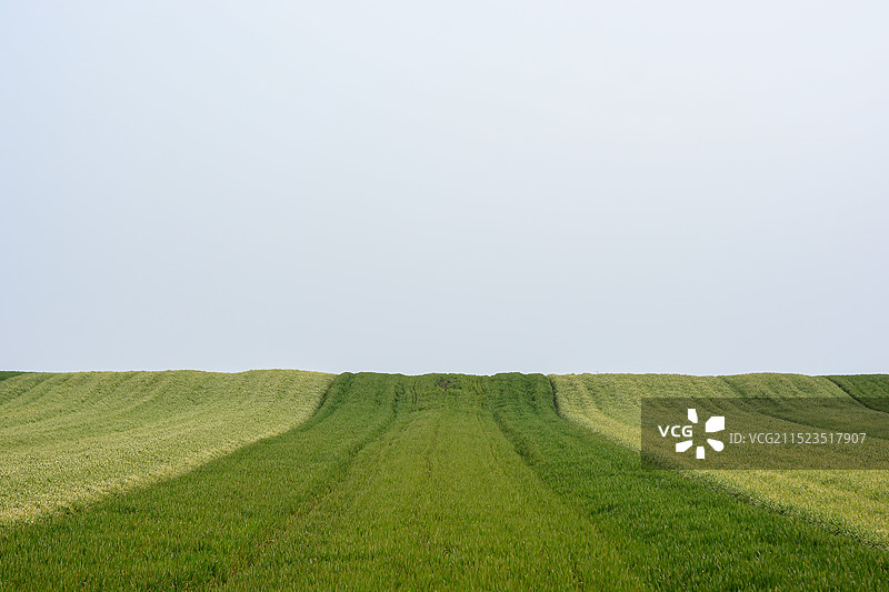 青黄色彩的麦地图片素材