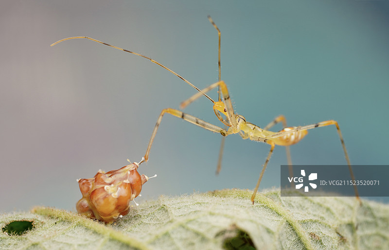 新生~猎蝽图片素材