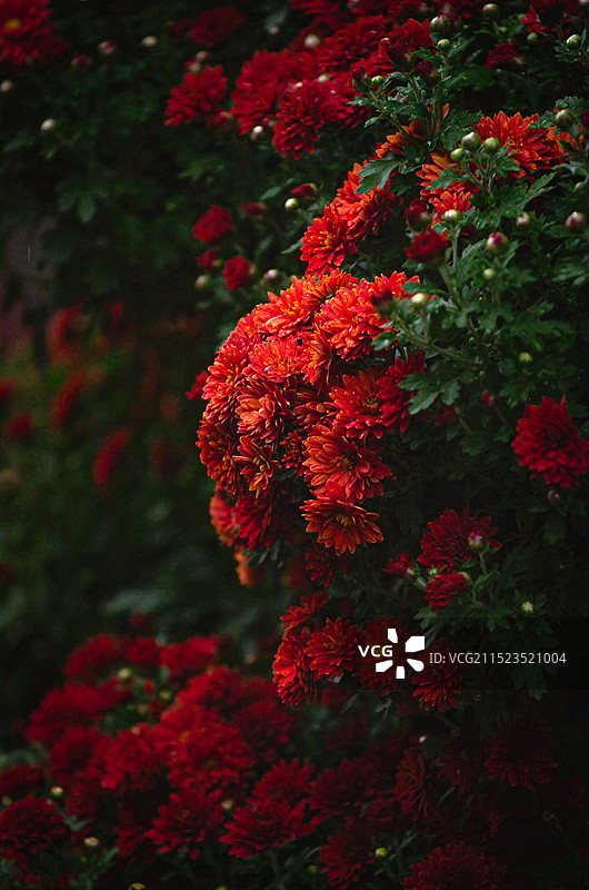 太原迎泽公园菊花展图片素材