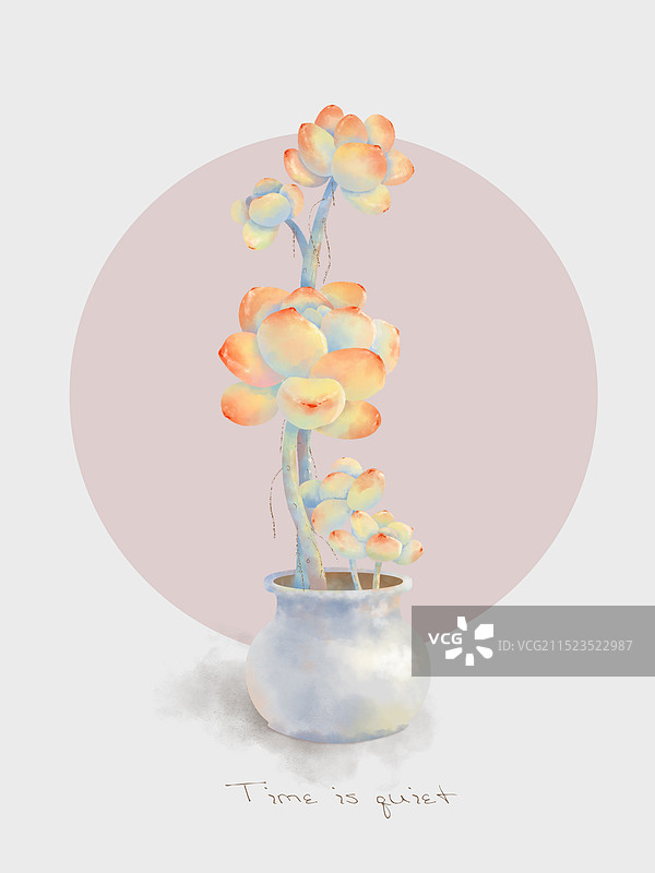 多肉植物盆栽图片素材