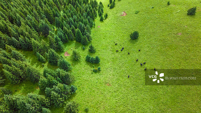 草原牦牛图片素材