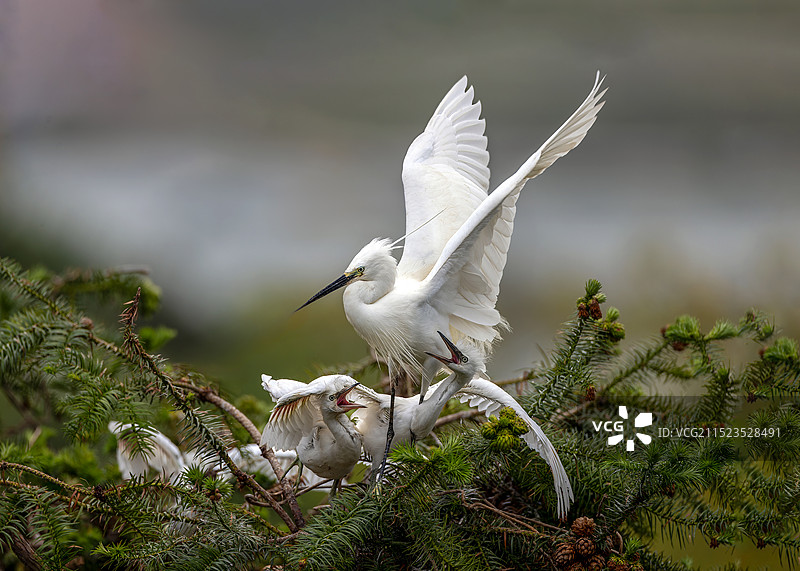 白鹭育雏图片素材