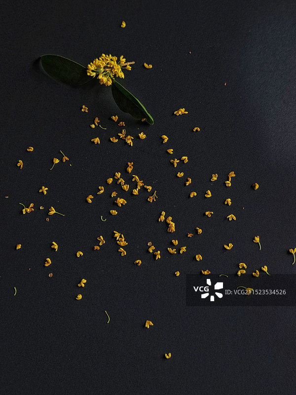 桂花飘香图片素材