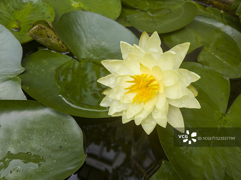 盛开的黄色莲花图片素材