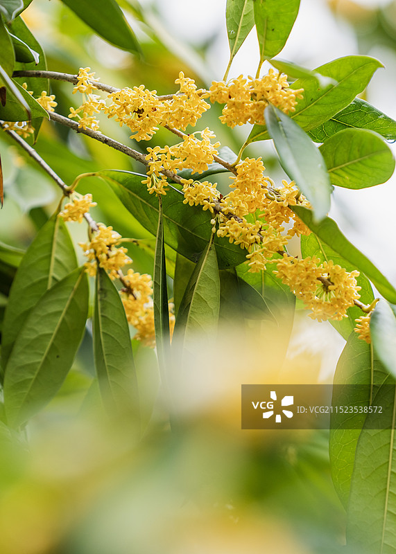 湖北恩施桂花树久旱逢甘霖迟开的桂花分外娇艳图片素材