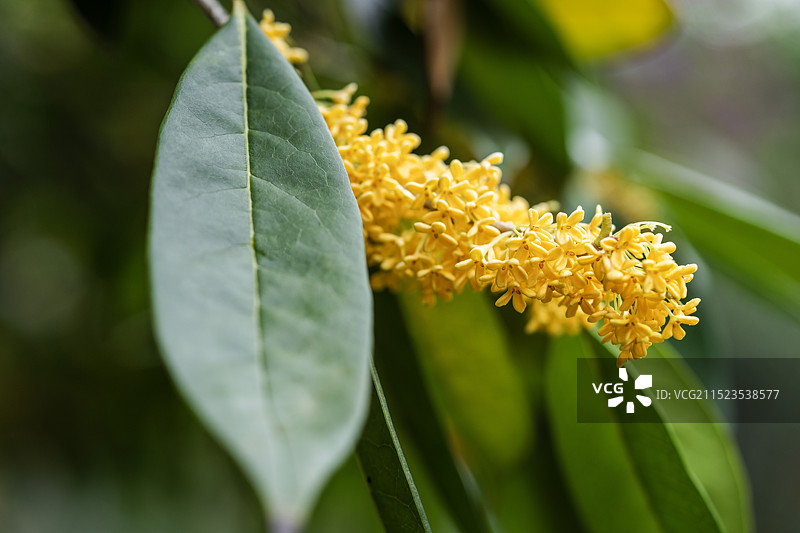 湖北恩施桂花树久旱逢甘霖迟开的桂花分外娇艳图片素材