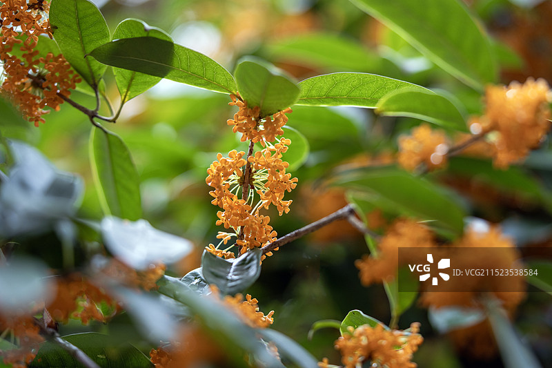 湖北恩施桂花树久旱逢甘霖迟开的桂花分外娇艳图片素材
