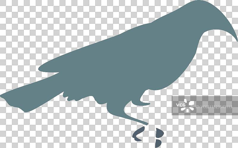 查塔姆岛原生鸟类图片素材