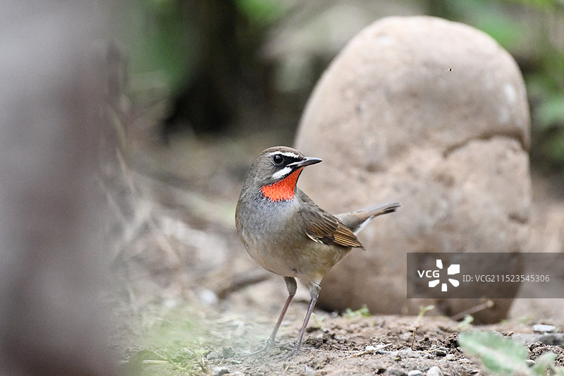 红喉歌鸲图片素材