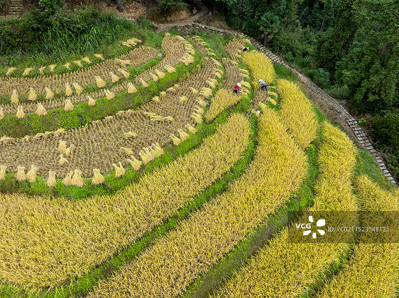 古村秋色-拍摄于屏南罗沙洋金秋稻花香图片素材