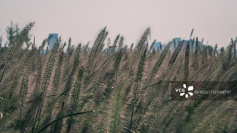 未央宫遗址公园粉黛草图片素材
