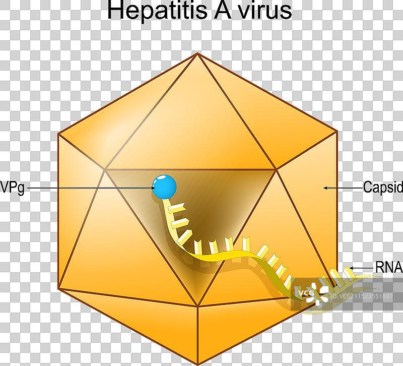 甲型肝炎病毒粒子解剖结构图片素材