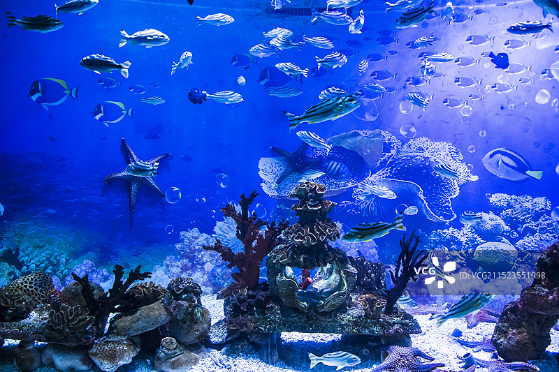 深海海底鱼群图片素材