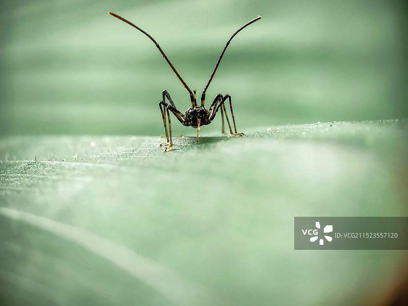 蜘蛛 腊蝽 不知名的小飞虫图片素材