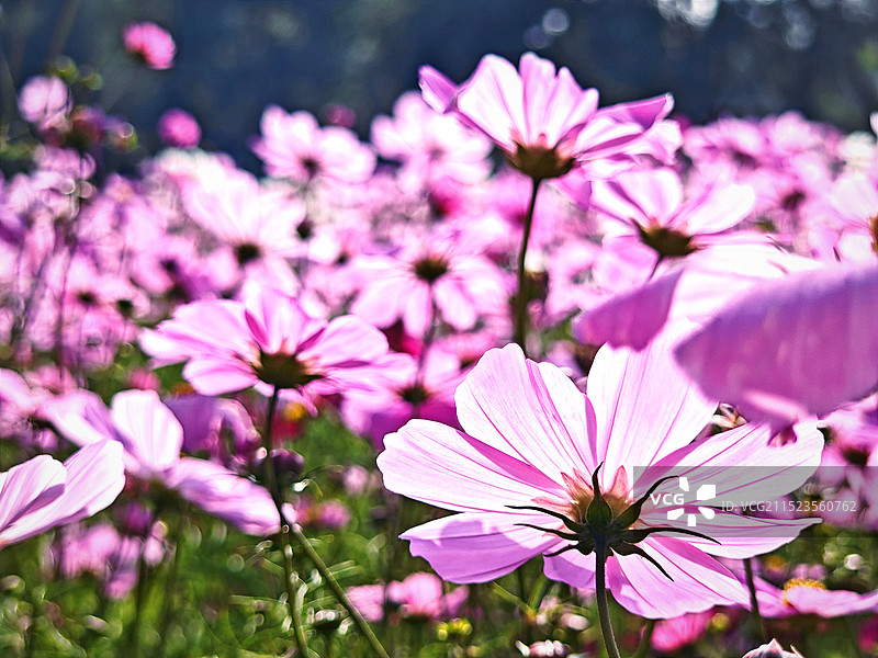 逆光波斯菊图片素材