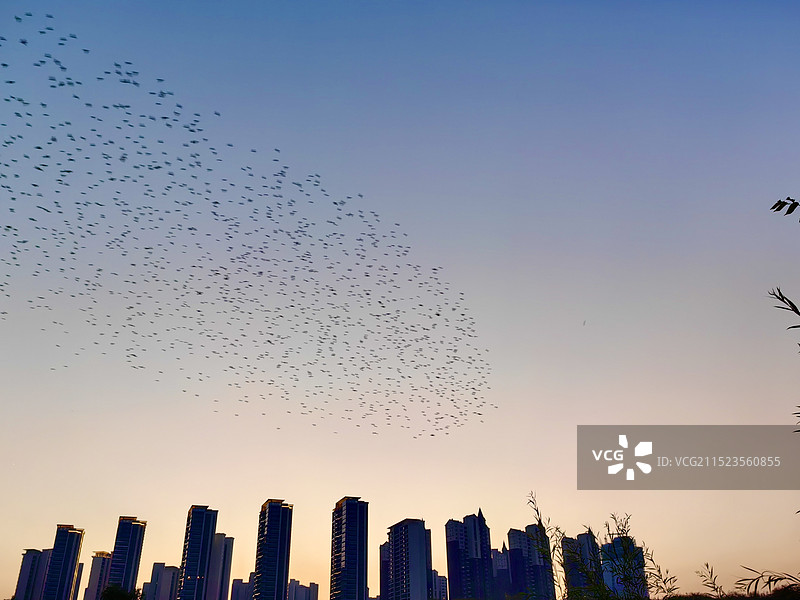 兰州黄河风情线鸟群迁徙图片素材