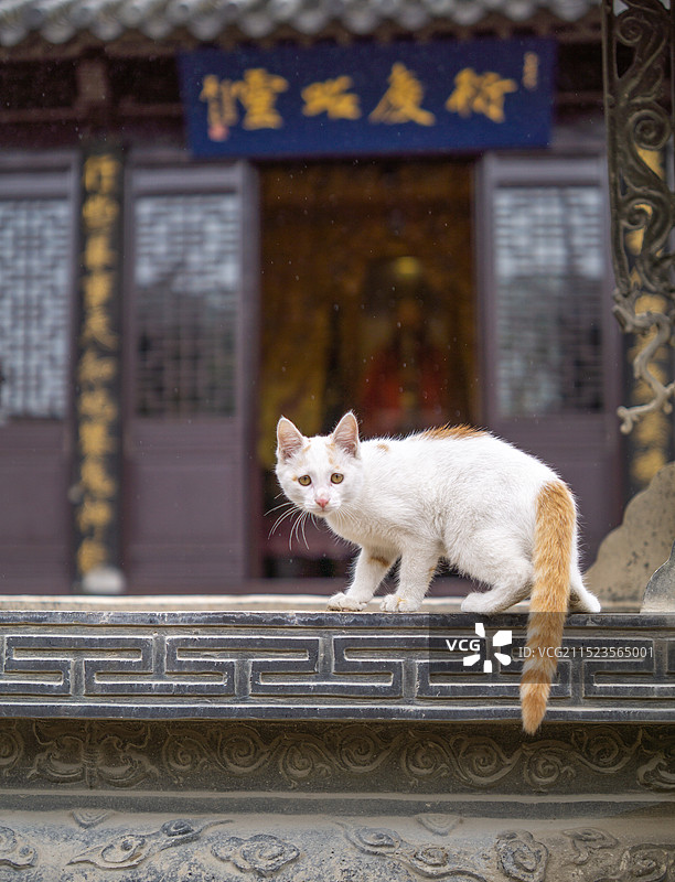 寺庙的猫图片素材