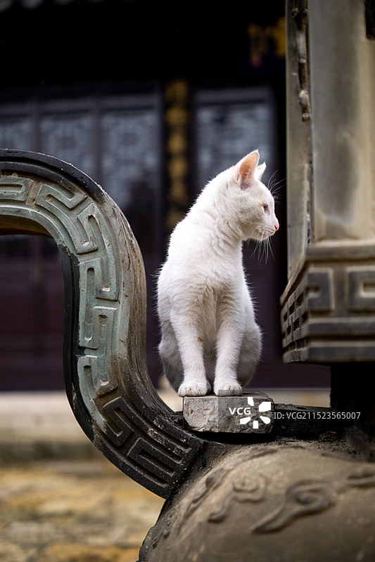 寺庙的猫图片素材