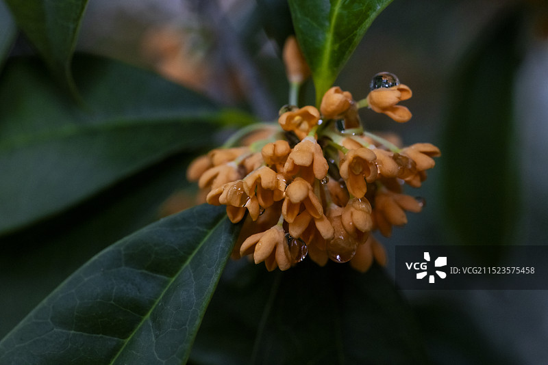 又闻桂花香图片素材