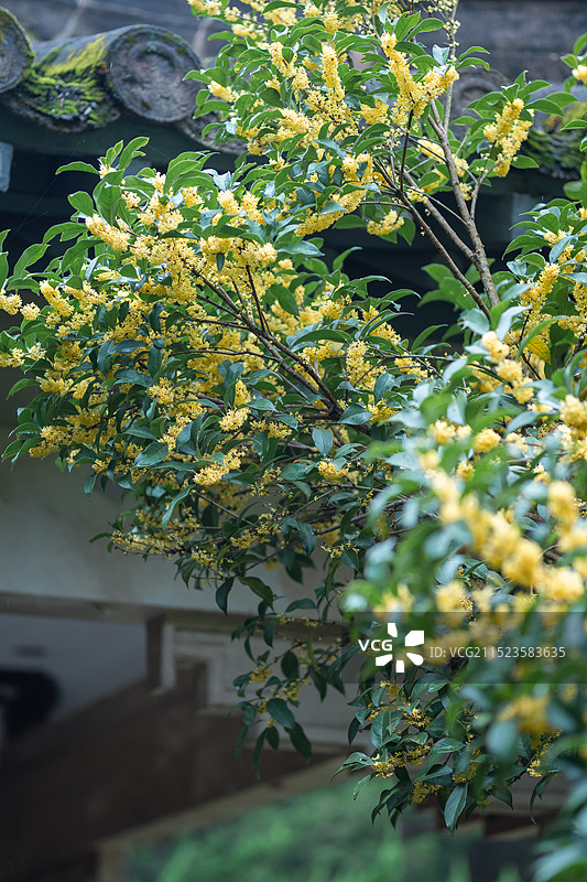 南京灵谷寺桂花图片素材