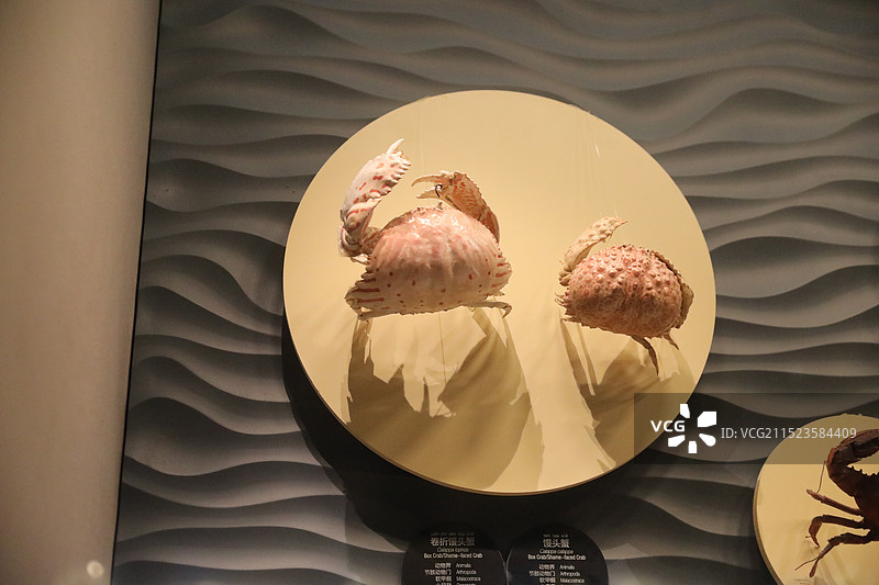 南海博物馆之南海自然生态陈列展：馒头蟹 面包蟹图片素材