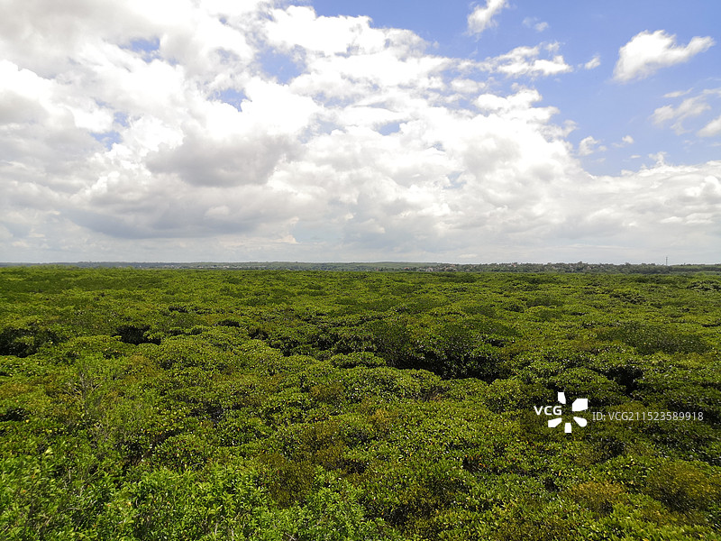 湛江高桥红树林图片素材