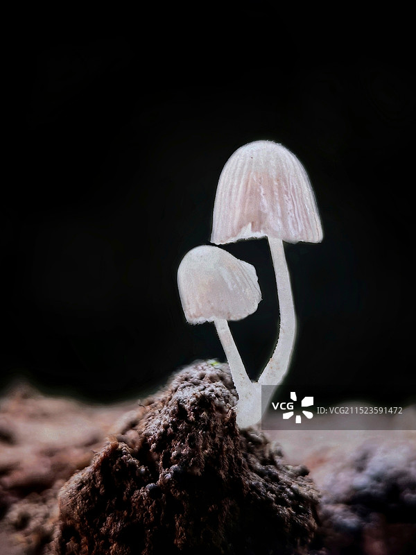 户外生长的蘑菇特写镜头图片素材