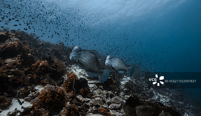 隆头鹦嘴鱼图片素材
