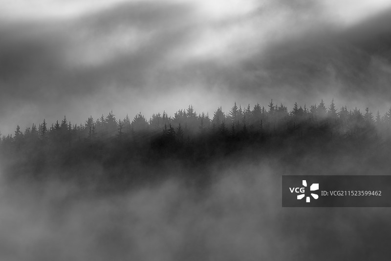 清雾松影图片素材