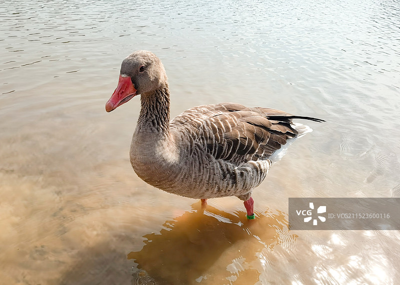 仙鹤湖湿地公园图片素材