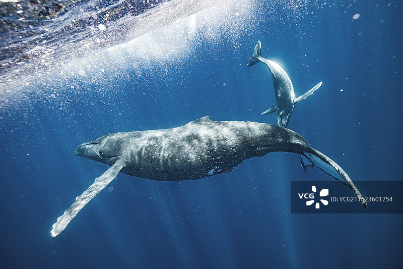 母子座头鲸 大翅鲸图片素材
