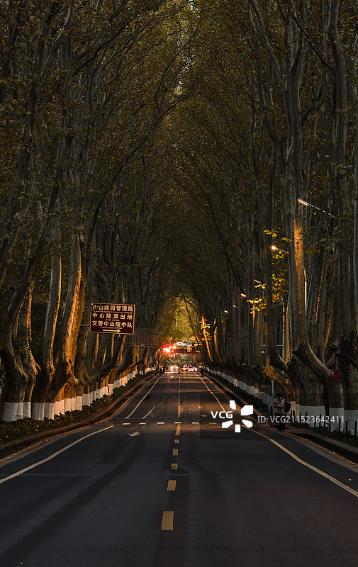 南京梧桐大道图片素材