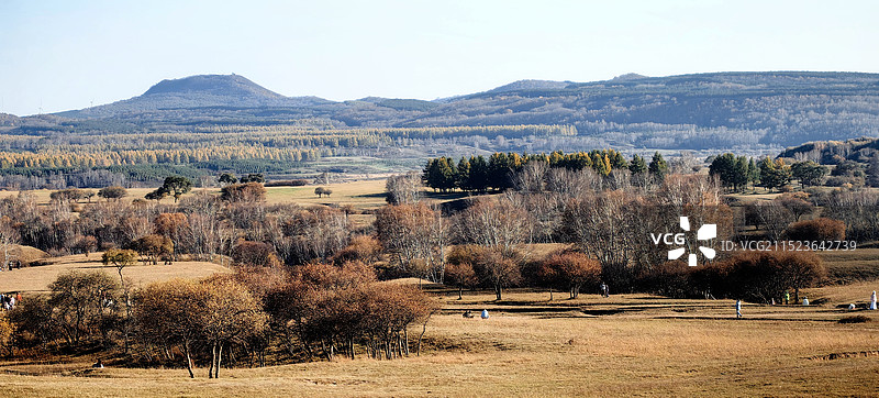 层林尽染五彩斑斓的桦树林草原牧场秋景之美图片素材