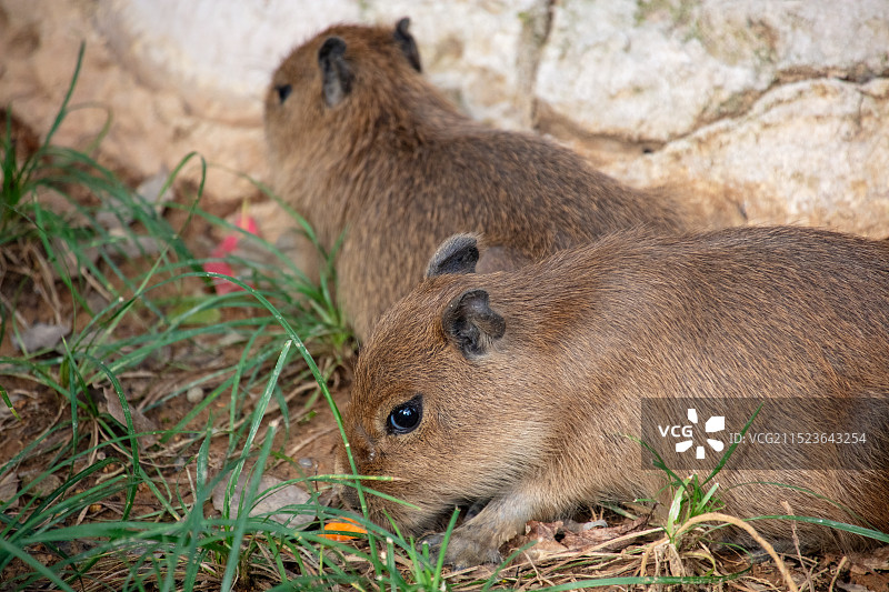 两只水豚特写·杭州野生动物园图片素材