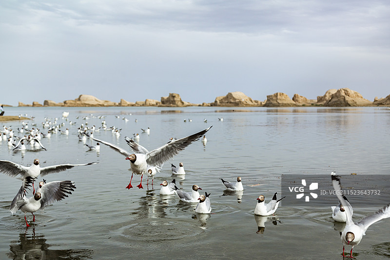 青海乌素特水上雅丹地质公园和水面上的沙鸥图片素材