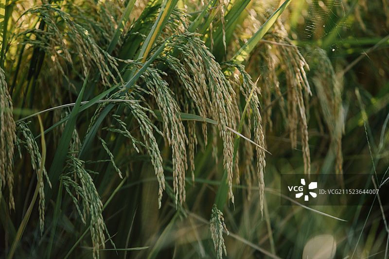 稻香图片素材
