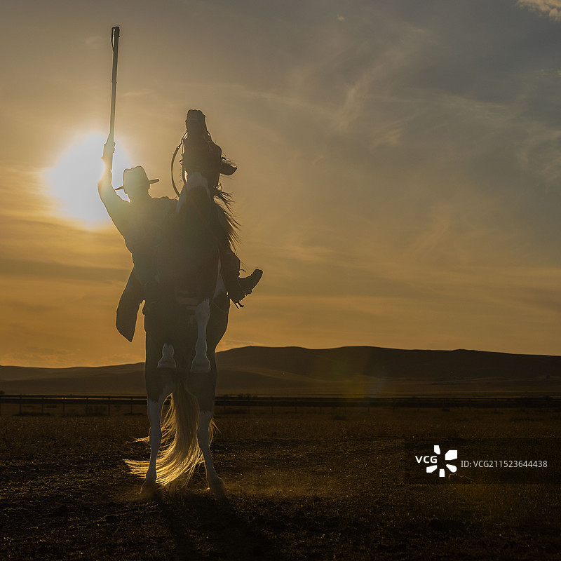 蒙古马图片素材