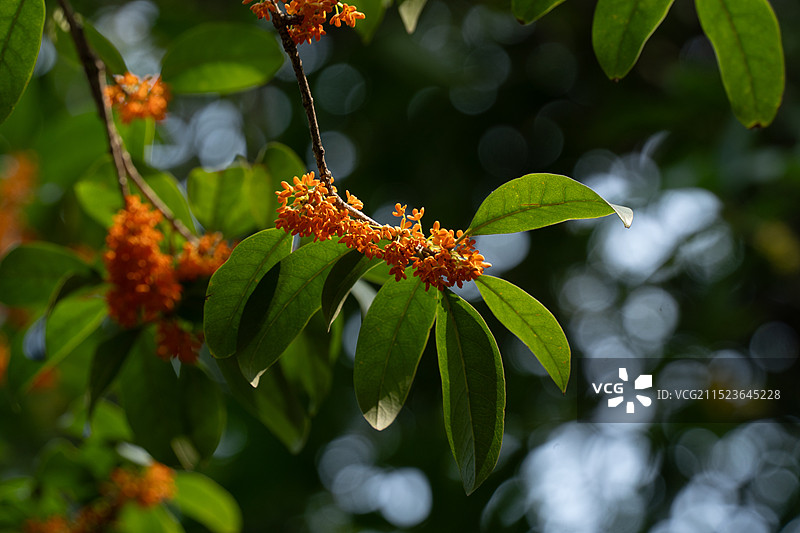 金桂桂花图片素材