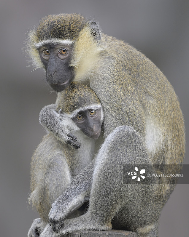母与子(绿猴)图片素材