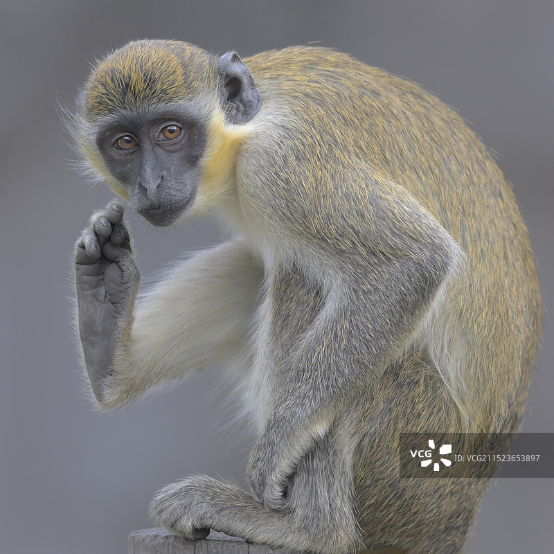 饶痒痒(绿猴)图片素材