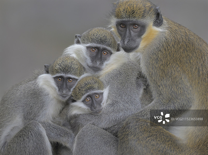 好奇(绿猴)图片素材